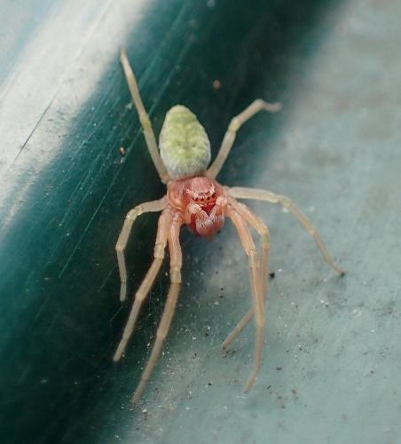 Nigma walckenaeri